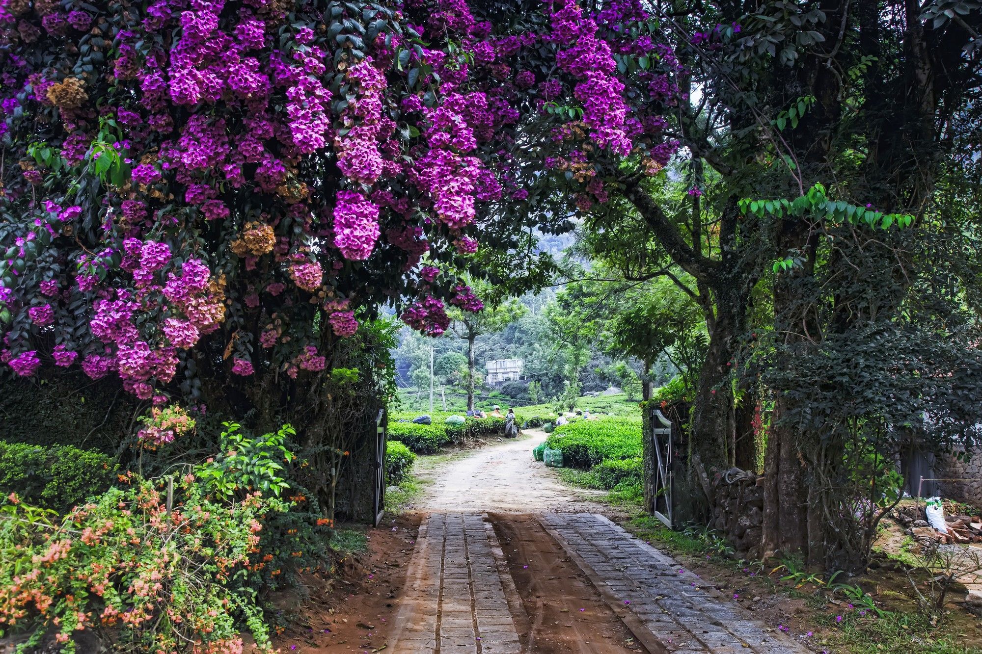 Windermere Estate Munnar Exterior photo